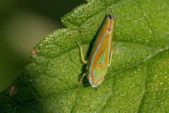 Image of Graphocephala versuta