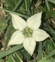 Jaborosa runcinata