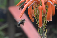 Xylocopa artifex