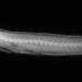 Clear Wriggler - Photo (c) Smithsonian Institution, National Museum of Natural History, Department of Vertebrate Zoology, Division of Fishes, some rights reserved (CC BY-NC-SA)