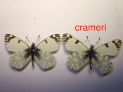 Euchloe tagis
