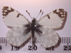 Euchloe tagis