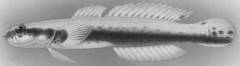 Clear Wriggler photo 2