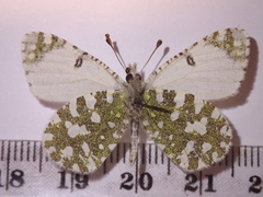 Euchloe tagis