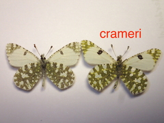 Euchloe tagis