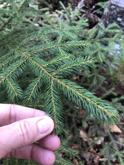Picea glauca glauca