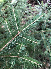 Picea glauca glauca