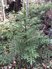 Picea glauca glauca