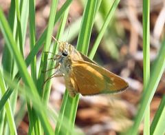 Hesperia meskei