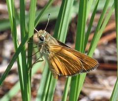Hesperia meskei