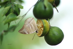 Archaeoprepona demophon centralis