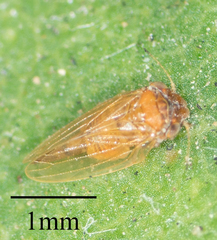 Ctenarytaina longicauda