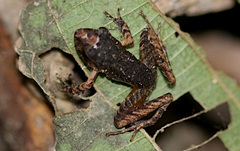 Craugastor crassidigitus