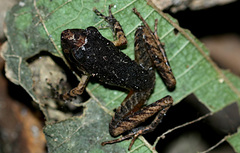 Craugastor crassidigitus