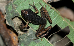 Craugastor crassidigitus