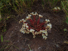 Dudleya nesiotica