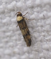 Sphyrelata nefanda