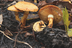Pholiota lucifera