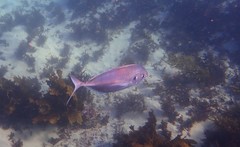 Pseudocaranx