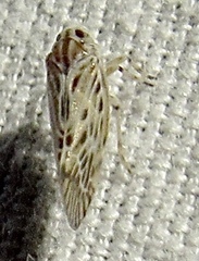 Cedusa maculata