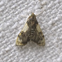 Rehimena cissophora