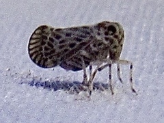 Cedusa maculata