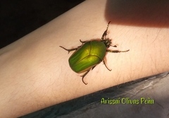 Cotinis mutabilis aurantiaca