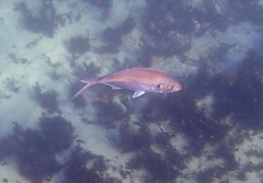 Pseudocaranx