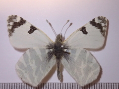 Euchloe belemia