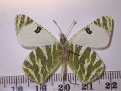 Euchloe belemia
