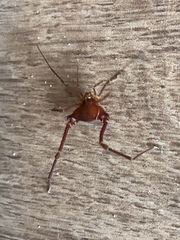 Krateromaspis dilatata