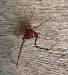 Krateromaspis dilatata