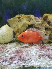 Priacanthidae