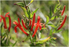 Anisacanthus thurberi