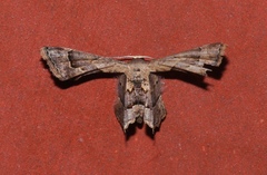 Antiplecta triangularis