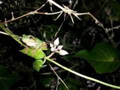 Hyla japonica
