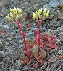 Sedum patens