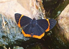 Riodina lycisca lycisca