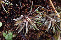 Celmisia laricifolia