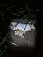 Pelophylax chosenicus