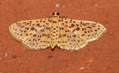 Polygrammodes eleuata