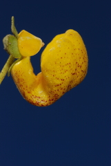 Calceolaria polyrhiza