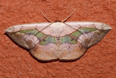 Semaeopus nisa