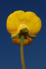 Calceolaria polyrhiza