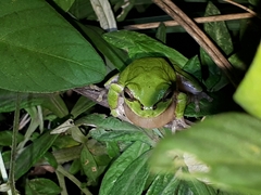 Hyla japonica