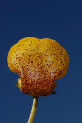 Calceolaria polyrhiza