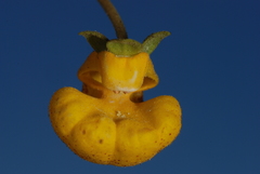 Calceolaria polyrhiza