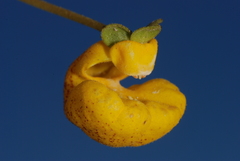 Calceolaria polyrhiza