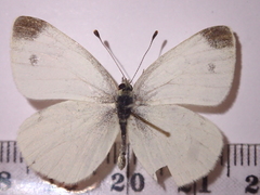 Pieris ergane