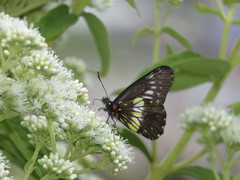 Catasticta flisa flisoides